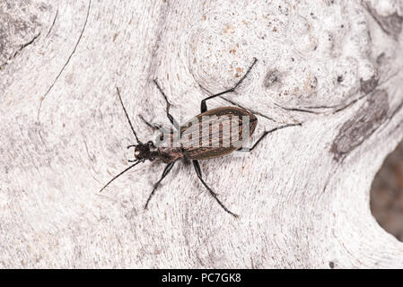 Zabre granulé (Carabus granulatus) adulte au repos sur bois, Monmouth, Wales, Août Banque D'Images