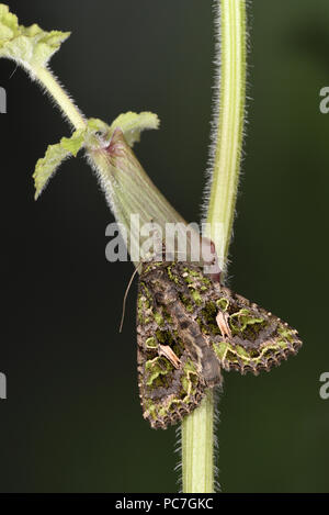 Arroches Moth (trachée atriplicis) adulte au repos sur tige, élevage en captivité Banque D'Images
