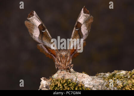 Espèce d'épine pourpre (Selenia tetralunaria) adulte en position de repos typique avec des ailes légèrement ouverte, Monmouth, Wales, Août Banque D'Images