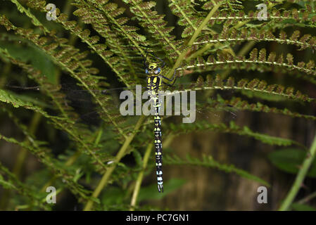 Le sud de Hawker Dragonfly (Aeshna cycnea) mâle au repos sur la fougère, Monmouth, Pays de Galles, juillet Banque D'Images