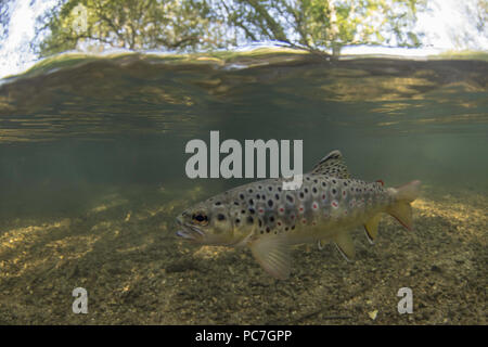 La truite brune, Salmon trutta, rwaiting pour les mouches près de la surface, rivière Frome , Dorset, Septembre Banque D'Images