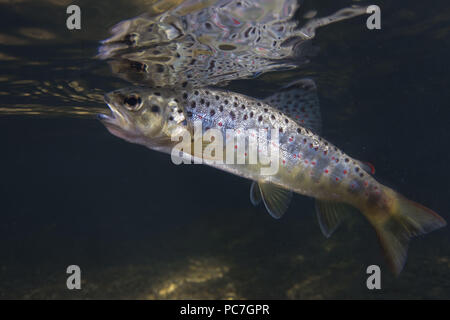 La truite brune, Salmon trutta, rwaiting pour les mouches près de la surface, rivière Frome , Dorset, Septembre Banque D'Images