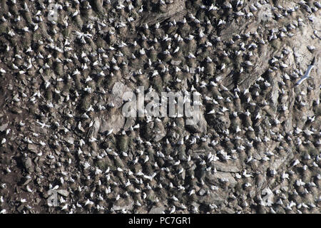 Gannetry, Hermaness, Unst, Shetland, Août Banque D'Images