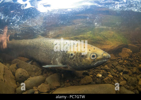 Le saumon atlantique (Salmo salar), femelle adulte, d'être libéré par l'angler en reproduction, rivière snizort, Skye, Scotland, octobre Banque D'Images