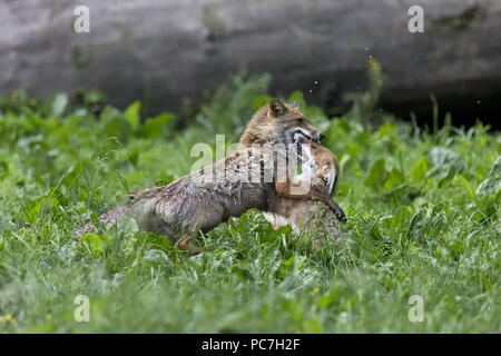 Le renard roux (Vulpes vulpes) paire adultes, les combats dans la zone, en Transylvanie, Roumanie, juin Banque D'Images