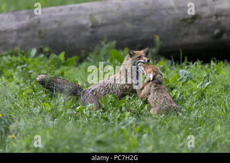 Le renard roux (Vulpes vulpes) paire adultes, les combats dans la zone, en Transylvanie, Roumanie, juin Banque D'Images