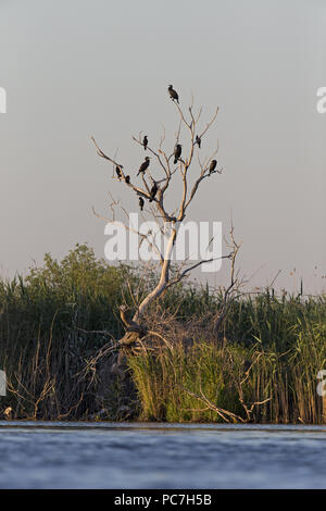 Grand Cormoran (Phalacrocorax carbo) 6 adultes, avec cormoran pygmée (Phalacrocorax pygmus) 4 adultes, perché sur arbre mort, Delta du Danube, Roumanie, Jun Banque D'Images