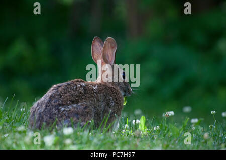 Lapin mignon à la consommation du trèfle dans une forêt verte sur un jour d'été ensoleillé Banque D'Images