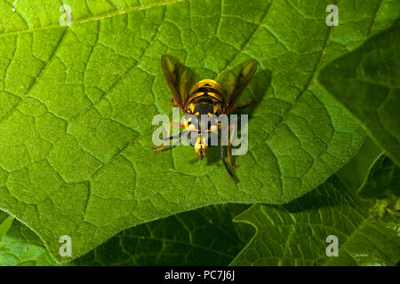 Hover fly jaune vert feuillage feuillages wasp sur le contraste des couleurs Banque D'Images