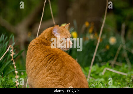 De couleur orange et gingembre cat assis dans la nature vert Banque D'Images