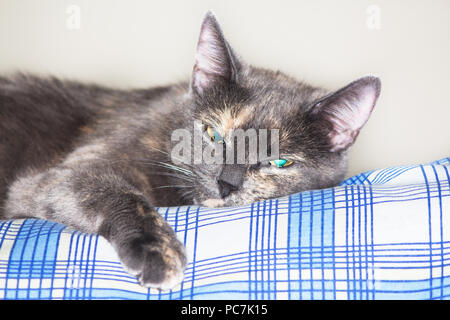 Gray blue eyed cat détente sur lit Banque D'Images