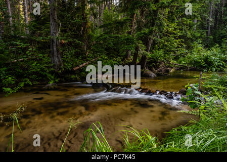 Tacoma Creek dans la forêt nationale de Colville. Banque D'Images