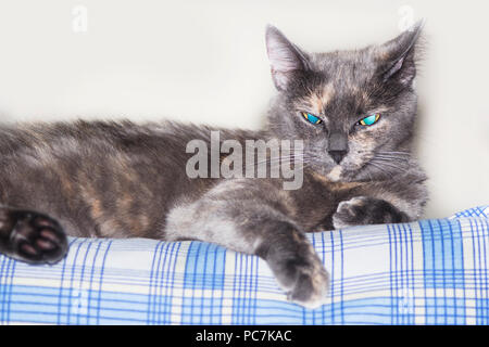 Gray blue eyed cat lying on couch Banque D'Images