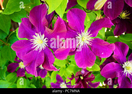 Clematis fleurs de près. Printemps dans le jardin. Clématite violet fleur avec doigt blanc étamines blooming en plein soleil. Nature floral background. Banque D'Images