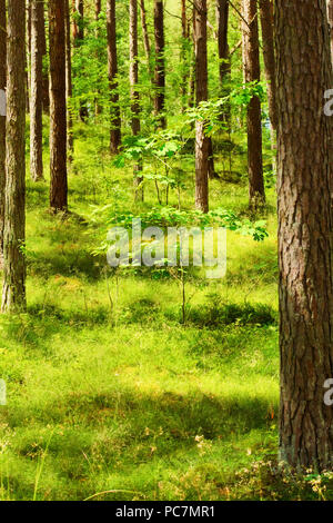 Pin d'été avec les jeunes arbres de chêne. Ou Scotch écossais pin Pinus sylvestris d'arbres dans les forêts de conifères à feuilles persistantes. Stegna, occidentale, dans le nord de la Pologne. Banque D'Images