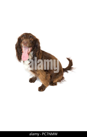 Sprocker spaniel chien assis isolées sur fond blanc Banque D'Images