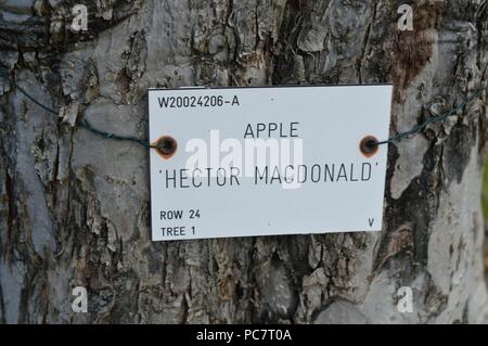 Hector Macdonald Apple Banque D'Images