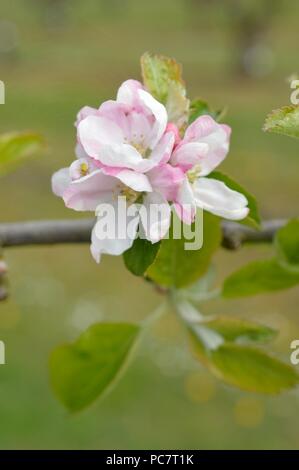 Hector Macdonald Apple Banque D'Images