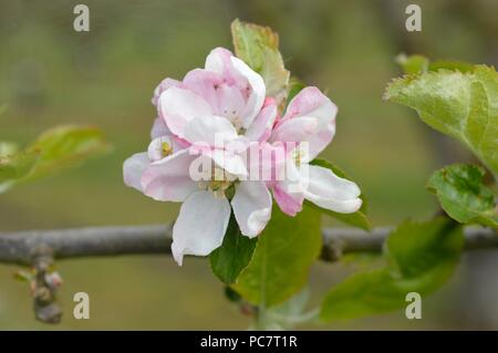 Hector Macdonald Apple Banque D'Images