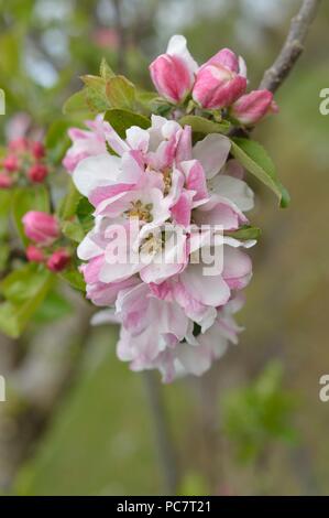 Hector Macdonald Apple Banque D'Images
