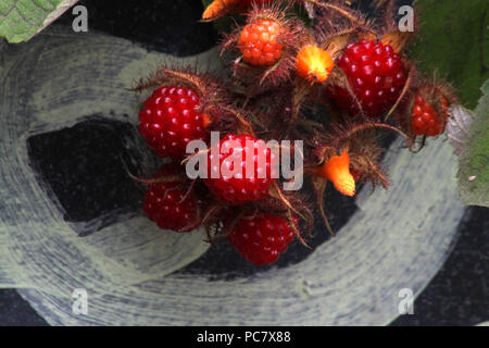 Rubus phoenicolasius (Wineberry). Les fruits sauvages comestibles. Banque D'Images