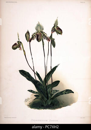 220 Frederick Sander - plaque 83 Reichenbachia II (1890) - Cypripedium argus Banque D'Images