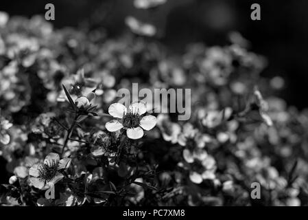 Le concept de cette photographie était de montrer ce que d'autres omettent. Cette fleur a été juste à l'entrée et personne n'a montré aucune attention. Banque D'Images