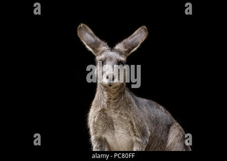 Le kangourou gris (Macropus giganteus) est un marsupial trouvé dans le sud et l'Est de l'Australie, avec une population de plusieurs millions de dollars. Banque D'Images