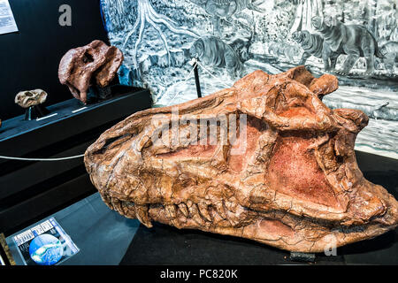 Crâne fossilisé d'un Prestosuchus chiliquensis, un dinosaure qui a vécu pendant le Trias moyen dans ce qui est maintenant le Brésil. Mafra, Santa Catarina, Brésil Banque D'Images