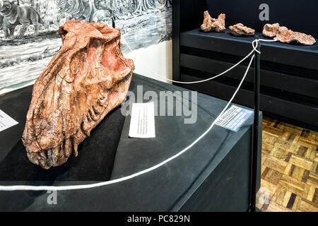 Crâne fossilisé d'un Prestosuchus chiliquensis, un dinosaure qui a vécu pendant le Trias moyen dans ce qui est maintenant le Brésil. Mafra, Santa Catarina, Brésil Banque D'Images