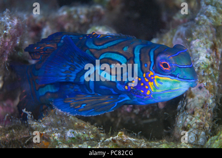Close up image d'un Mandarinfish (Synchiropus splendidus), dans la région de débris coralliens. Détroit de Lembeh (Indonésie). Banque D'Images