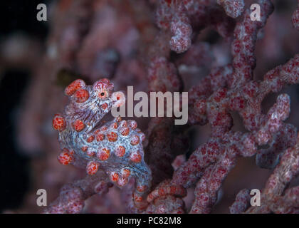 Red hippocampe pygmée (Hippocampus bargibanti) camouflé sur seafan gorgones. Détroit de Lembeh (Indonésie). Banque D'Images