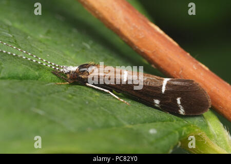 Athripsodes phrygane (albifrons) reposant sur la feuille. Tipperary, Irlande Banque D'Images