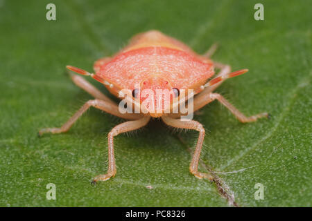 Hairy adultes muent fraîchement Shieldbug (Dolycoris baccarum) assis sur feuille. Tipperary, Irlande Banque D'Images