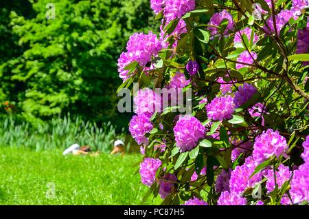 Belles fleurs dans un jardin urbain. Rhododendrons en fleurs dans le parc. Banque D'Images