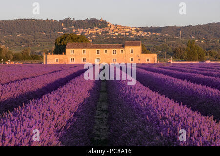 Bonnieux, champs de lavande, Apt, Provence, France Banque D'Images
