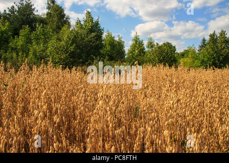 Dans le domaine de l'avoine mûre Banque D'Images