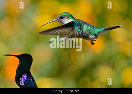 Woodnymph couronné femme columbica Thalurania, Hummingbird. Banque D'Images