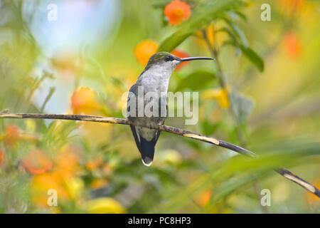 Woodnymph couronné, hummingbird Thalurania columbica. Banque D'Images