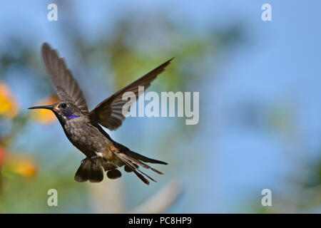 Moindre Violetear en vol, également connu sous le nom de brown oreille violet, Colibri cyanotus. Banque D'Images