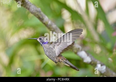 Moindre Violetear en vol, également connu sous le nom de brown oreille violet, Colibri cyanotus. Banque D'Images