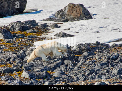 L'ours polaire (Ursus maritimus) trempage sur pierres, Spitsbergen, Svalbard ou l'Europe Banque D'Images