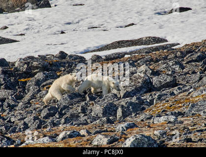 Deux oursons de l'ours polaire (Ursus maritimus) trempage sur pierres, Spitsbergen, Svalbard ou l'Europe Banque D'Images
