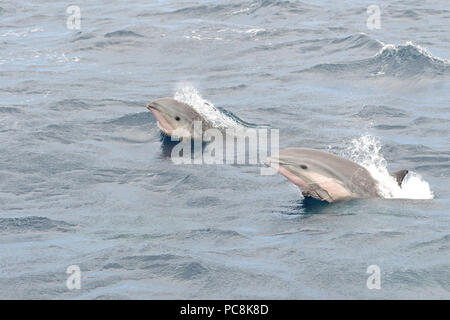 Portrait de deux dauphins de Fraser sautant de l'eau Banque D'Images