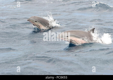 Portrait de deux dauphins de Fraser sautant de l'eau Banque D'Images