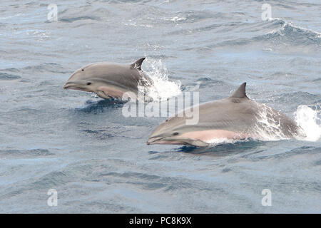 Portrait de deux dauphins de Fraser sautant de l'eau Banque D'Images