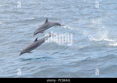 Close up de deux dauphins sautant hors de l'eau Banque D'Images