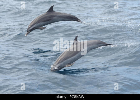 Close up de deux dauphins sautant hors de l'eau Banque D'Images