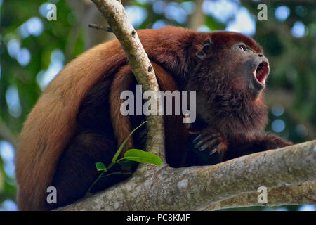 Rouge, un singe hurleur Alouatta alonnatta, hurle sur une branche. Banque D'Images