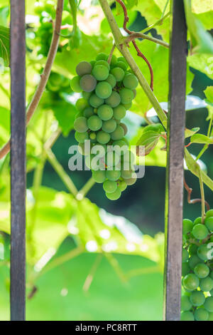 Bouquet de raisin vert sur la vigne avec des feuilles vertes Banque D'Images